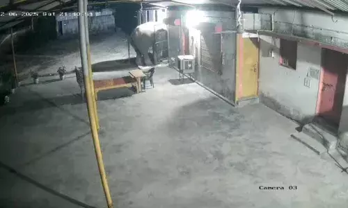 हाथी बन गया बिन बुलाया मेहमान: गेट तोड़कर घर में घुसने की कोशिश, मचा हड़कंप हाथी बन गया बिन बुलाया मेहमान: गेट तोड़कर घर में घुसने की कोशिश, मचा हड़कंप