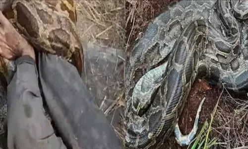 रायगढ़ में अजगर ने शौच के लिए गए युवक को बनाया शिकार