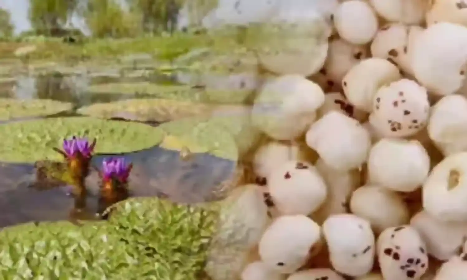 छत्तीसगढ़ मखाना बोर्ड में शामिल, प्रदेश में मखाना की खेती को मिलेगा प्रोत्साहन