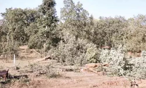 सिंगरौली: कोल ब्लॉक के नाम पर जंगल कटाई, स्थानीय लोगों में नाराजगी सिंगरौली: कोल ब्लॉक के नाम पर जंगल कटाई, स्थानीय लोगों में नाराजगी