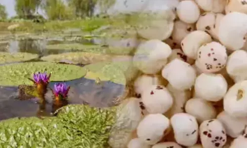 छत्तीसगढ़ मखाना बोर्ड में शामिल, प्रदेश में मखाना की खेती को मिलेगा प्रोत्साहन छत्तीसगढ़ मखाना बोर्ड में शामिल, प्रदेश में मखाना की खेती को मिलेगा प्रोत्साहन