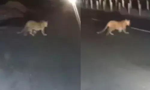 जंगल छोड़ कॉलेज के पीछे बायपास पर दिखा तेंदुआ, वन विभाग ने लोगों को किया अलर्ट जंगल छोड़ कॉलेज के पीछे बायपास पर दिखा तेंदुआ, वन विभाग ने लोगों को किया अलर्ट