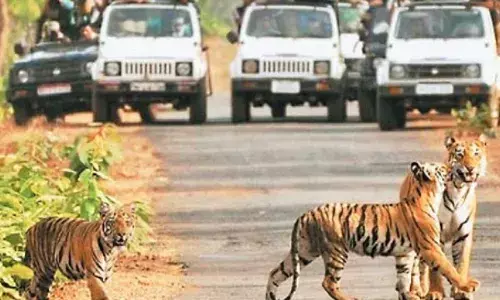 वन्यजीव संरक्षण की बड़ी जीत: MP को ‘बेस्ट वाइल्डलाइफ डेस्टिनेशन अवॉर्ड 2025’ वन्यजीव संरक्षण की बड़ी जीत: MP को ‘बेस्ट वाइल्डलाइफ डेस्टिनेशन अवॉर्ड 2025’