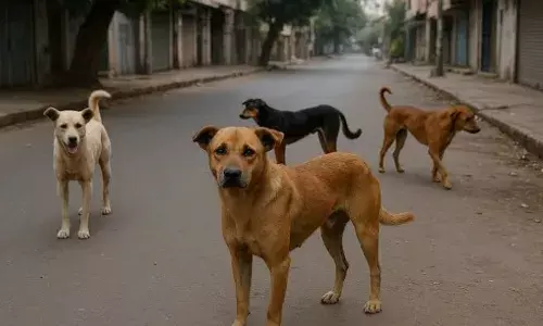 कॉलेज-कैंपस में आवारा कुत्तों पर नजर: अब प्रोफेसरों को मिली जिम्मेदारी