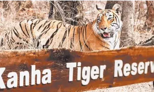 कान्हा टाइगर रिजर्व में नियम सख्त, कोर पर्यटन क्षेत्र में अब मोबाइल ले जाना मना
