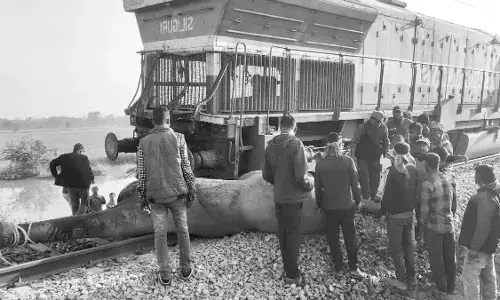 असम में राजधानी एक्सप्रेस की टक्कर से 7 हाथियों की मौत, इंजन समेत 5 डिब्बे पटरी से उतरे असम में राजधानी एक्सप्रेस की टक्कर से 7 हाथियों की मौत, इंजन समेत 5 डिब्बे पटरी से उतरे