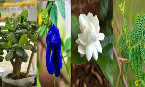 Vastu Upay For Money: ईशान कोण में इन 4 पौधों को लगाने से खुलते हैं धन और तरक्की के रास्ते