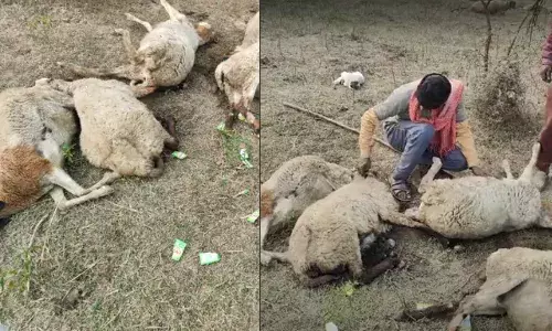 लखनऊ में तड़पकर 170 भेड़ों की मौत, 200 गंभीर, रो रहे पशुपालकों का चौंकाने वाला आरोप