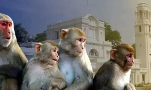 दिल्ली में बंदर भगाने में एक्सपर्ट लोगों के लिए नौकरी: लंगूर की आवाज निकालना शर्त