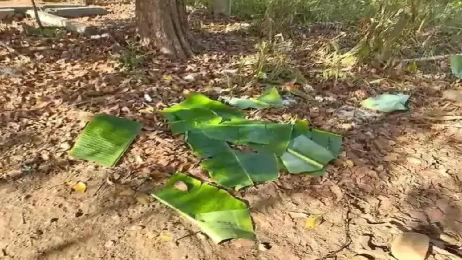 बालाघाट में बच्चों को पत्तों में परोसा मिड डे मील, इंचार्ज हेड मास्टर सस्पेंड बालाघाट में बच्चों को पत्तों में परोसा मिड डे मील, इंचार्ज हेड मास्टर सस्पेंड