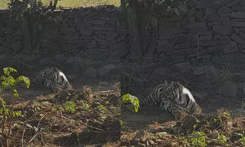 खुटेला गांव में रोड किनारे आराम फरमाते दिखी मादा टाइगर, ग्रामीणों में दहशत