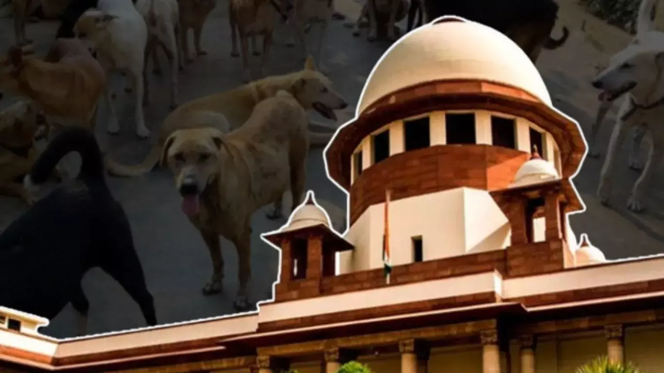 कुत्ते के काटने पर सरकार देगी मुआवजा, SC बोला – स्ट्रीट डॉग्स को खाना खिलाने वाले उन्हें घर ले जाएं