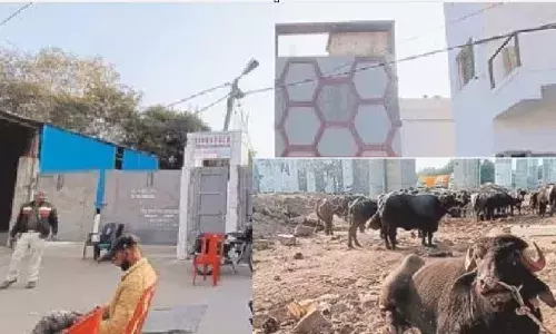 सीज स्लॉटर हाउस, खुलेआम खेल:टीन के पीछे बंधे पाड़े-भैंस और पहरेदार पुलिस बेखबर