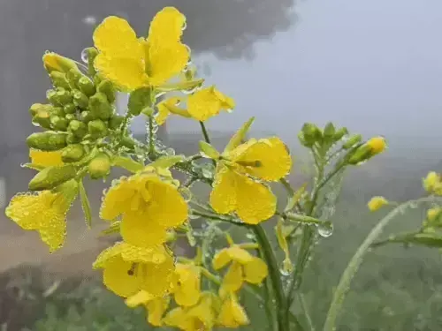 उत्तर भारत में कड़ाके की ठंड, पुलवामा में माइनस पहुंचा तापमान; कोहरे से यूपी में हादसे