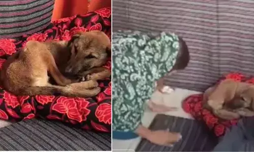 बिजनौर के नंदपुर गांव में कुत्ता बना ‘महाराज’, दूर-दूर से लोग माथा टेकने आ रहे