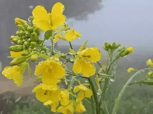 उत्तर भारत में कड़ाके की ठंड, पुलवामा में माइनस पहुंचा तापमान; कोहरे से यूपी में हादसे