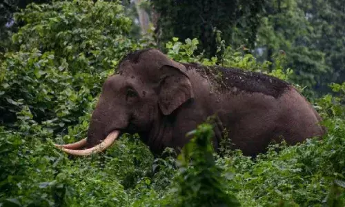 गरियाबंद के उदंती-सीतानदी टाइगर रिजर्व में ओडिशा के हाथियों की मौत और बीमारी की चिंता