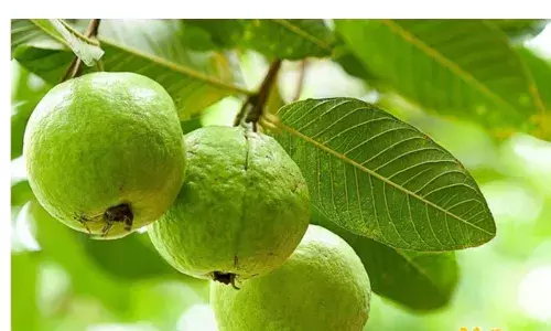 अमरूद खाने के 5 बड़े फायदे, सेहत के लिए है सुपरफूड