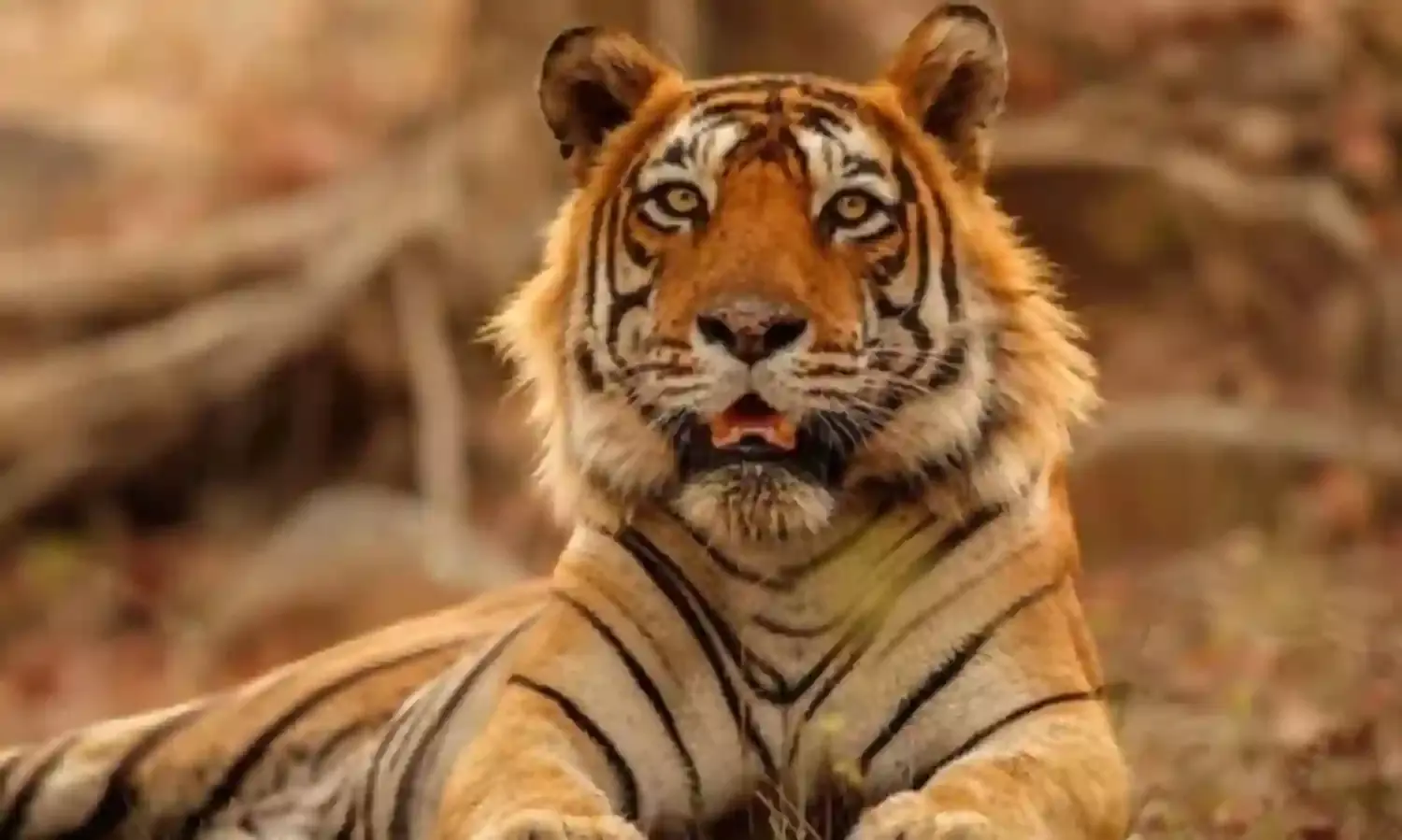 टाइगर स्टेट में थम नहीं रही बाघों की मौत