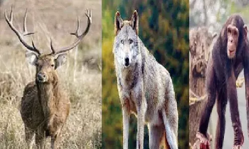 ग्वालियर: टाइगर के बदले गांधी प्राणी उद्यान में आएंगे नए मेहमान