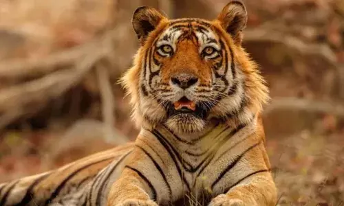 टाइगर स्टेट में थम नहीं रही बाघों की मौत