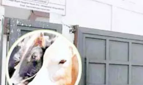 स्लॉटर हाउस केस में निगम अफसर रडार पर, SIT ने सहायक यंत्री को किया तलब