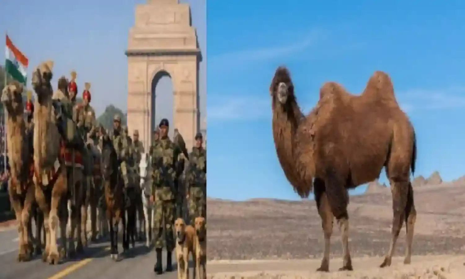 कर्तव्य पथ पर पूर्वी एशिया का खास मेहमान, पहली बार परेड में दिखे मंगोलियाई ऊंट