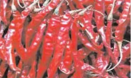 आसमान छू रहा मिर्च का भाव, टूटा तीन साल का रिकॉर्ड