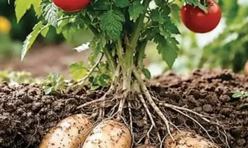 यूपी के किसान अब लगाएंगे ‘पोमैटो’, एक पौधा… ऊपर टमाटर, नीचे आलू