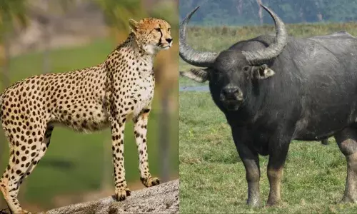 बोत्सवाना से 28 फरवरी को मप्र आएंगे 8 चीते: मुख्यमंत्री