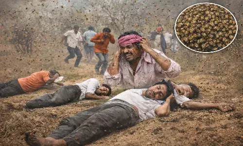 मधुमक्खियों का कहर: धुआँ लगते ही किया हमला, जलती चिता छोड़ भागे लोग, 50 को काटा, 3 बेहोश