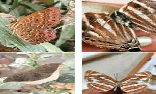 नर्मदा तट से जैव-विविधता की खुशखबरी, जबलपुर में मिलीं चार नई तितलियां