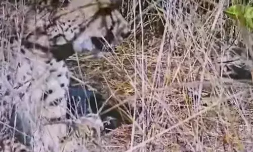 कूनो नेशनल पार्क में मादा चीता आशा ने 5 शावकों को जन्म दिया, भारत में चीतों की संख्या हुई 35