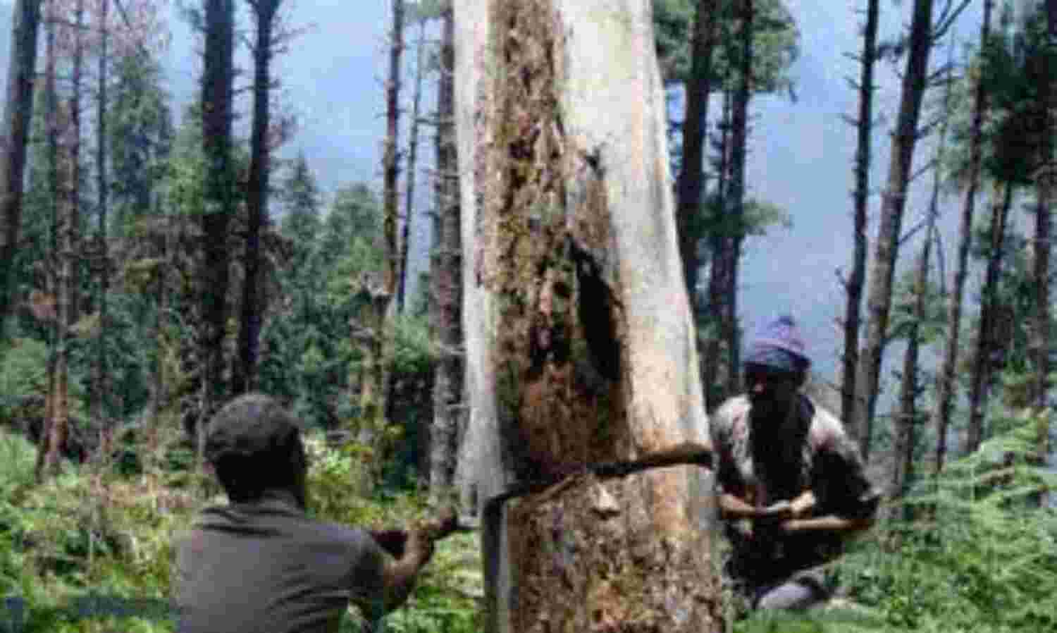 विकास के बहाने दिल्ली में पेड़ों की बलि