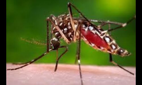 नमी युक्त वातावरण में पनपते हैं मच्छर