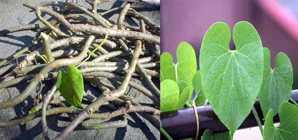 गिलोय दुनिया की है, चमत्कारी औषधि