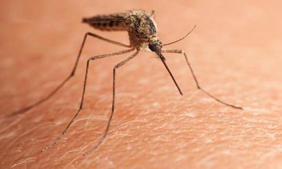 मच्छर खत्म करने वाले रासायनिक प्रोडक्टों से बचें, करें घरेलु उपाय