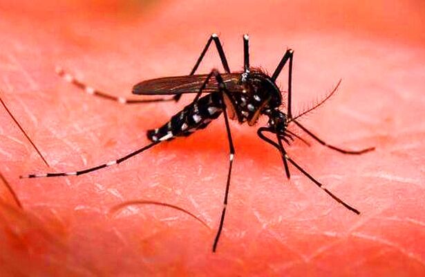 डेंगू पीड़ितों की संख्या 100 के पार, स्वास्थ्य विभाग के हाथपांव फूले