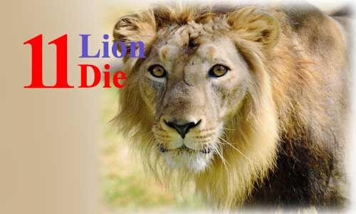 गिर पंथक अभ्यारण्य में 11 दिन में 11 शेरों की मौत