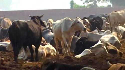 देश में गाय के गोबर से बिजली बनाने के लिए दो विदेशी कंपनियों के बीच करार