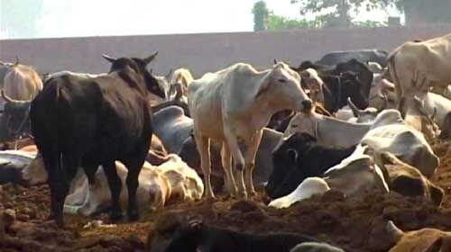 गौ रक्षा कानून जल्द लागू हो-बजरंग सेना