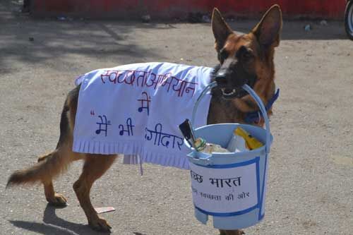 गांधी जयंती : बीएसएफ के डॉग्स ने दिया स्वच्छता का संदेश गांधी जयंती : बीएसएफ के डॉग्स ने दिया स्वच्छता का संदेश