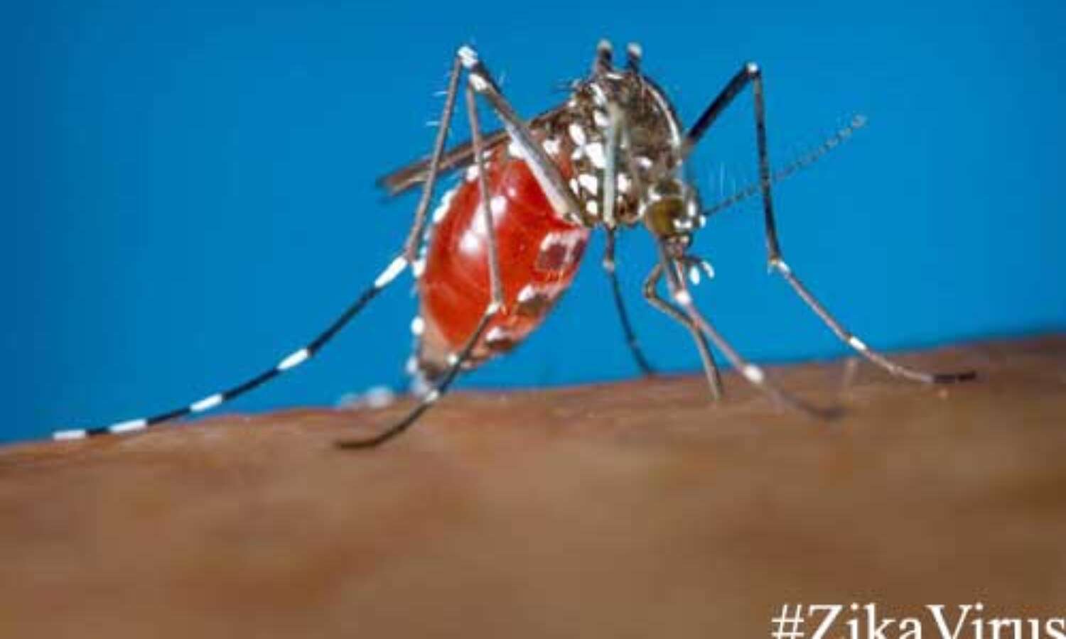 जीका वायरस से रहिये सावधान, ऐसे करें बचाव