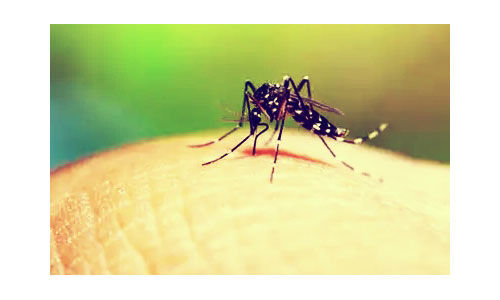 ग्वालियर में डेंगू का कहर 1000 से अधिक पीड़ित