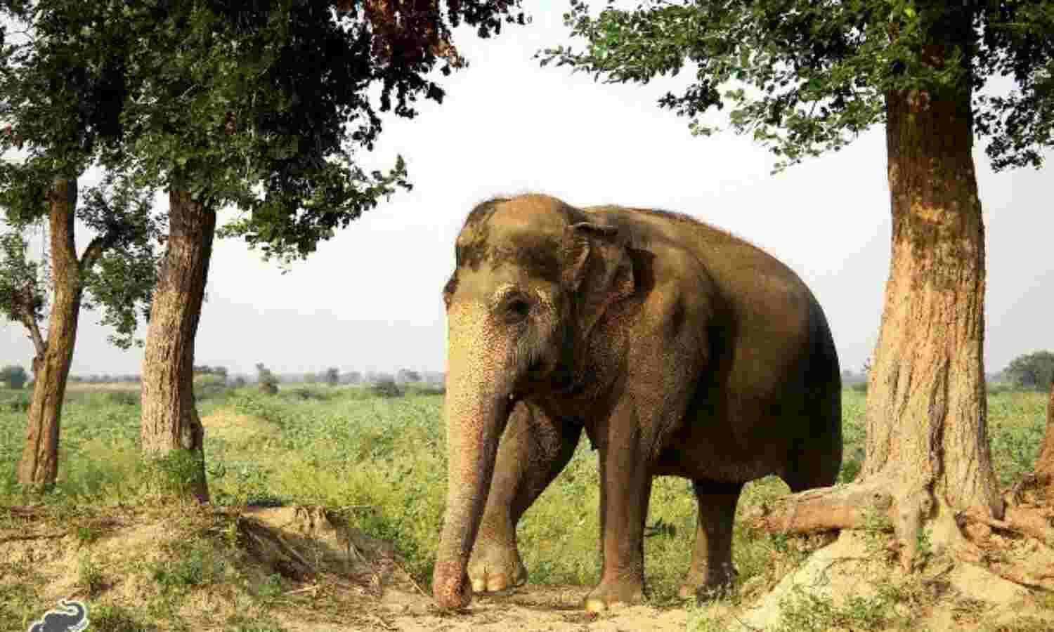 कान्हा की नगरी मथुरा में खुला देश का पहला वाइल्डलाइफ एसओएस एलीफैंट हॉस्पिटल