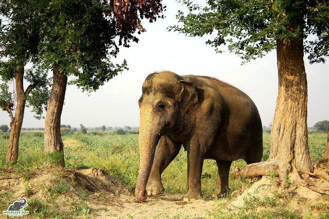 कान्हा की नगरी मथुरा में खुला देश का पहला वाइल्डलाइफ एसओएस एलीफैंट हॉस्पिटल