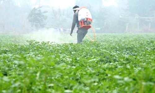 पाले से सब्जी खराब, महंगी भी हुई