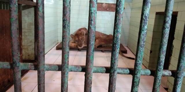 18 साल से दहाड़ रही रानी हुई गुमसुम, चिड़ियाघर में छाई मायूसी