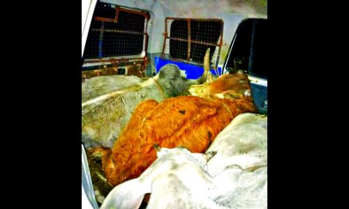 गौ तस्करों व ग्रामीणों में हुई मुठभेड़