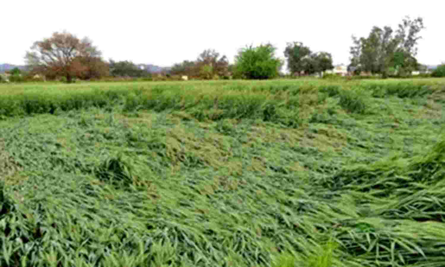 आड़ा हुआ गेहूँ, धनिए को भी नुकसान